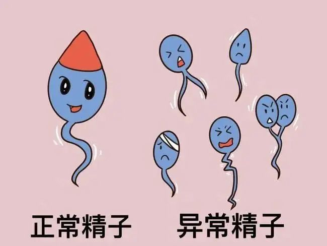 用睾丸精子做试管，会不会降低成功率呢？