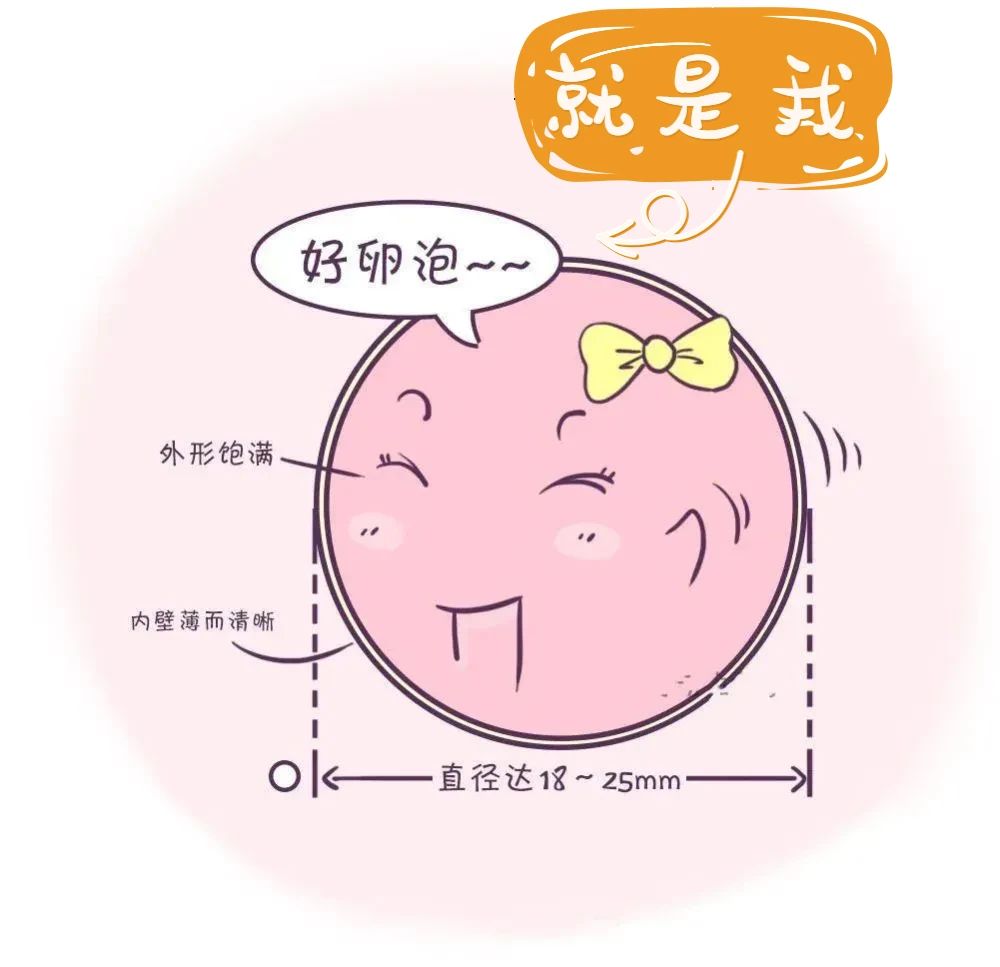 拥有这样的卵泡才能试管成功